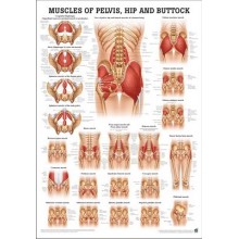 Anatomia człowieka MIĘŚNIE MIEDNICY BIODER POŚLADKÓW poster 50 x 70 cm | id: 7297 by Rudiger Anatomie | image #1 klubfitness.pl