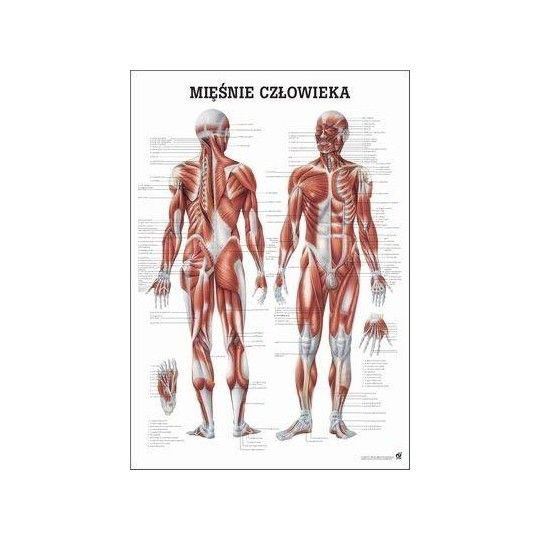 Anatomia człowieka UKŁAD MIĘŚNIOWY MĘŻCZYZNY poster 70x100cm język polski| ID: 4512 by Rudiger Anatomie | Image #1 klubfitness.p
