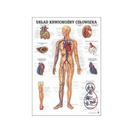 Anatomia człowieka UKŁAD KRWIONOŚNY CZŁOWIEKA poster 70x100cm język polski | id: 4514 by Rudiger Anatomie | image #1 klubfitness