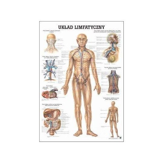 Anatomia człowieka UKŁAD LIMFATYCZNY CZŁOWIEKA poster 70x100cm język polski| ID: 4517 by Rudiger Anatomie | Image #1 klubfitness