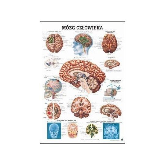 Anatomia człowieka MÓZG CZŁOWIEKA poster 70x100cm język polski | id: 4520 by Rudiger Anatomie | image #1 klubfitness.pl