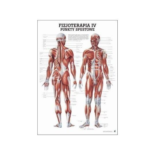 Anatomia człowieka PUNKTY SPUSTOWE poster 70 x 100 cm język polski | id: 4523 by Rudiger Anatomie | image #1 klubfitness.pl