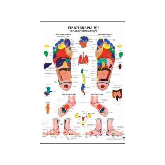 Anatomia człowieka REFLEKSOTERAPIA STOPY poster 70x100cm język polski | id: 4525 by Rudiger Anatomie | image #1 klubfitness.pl